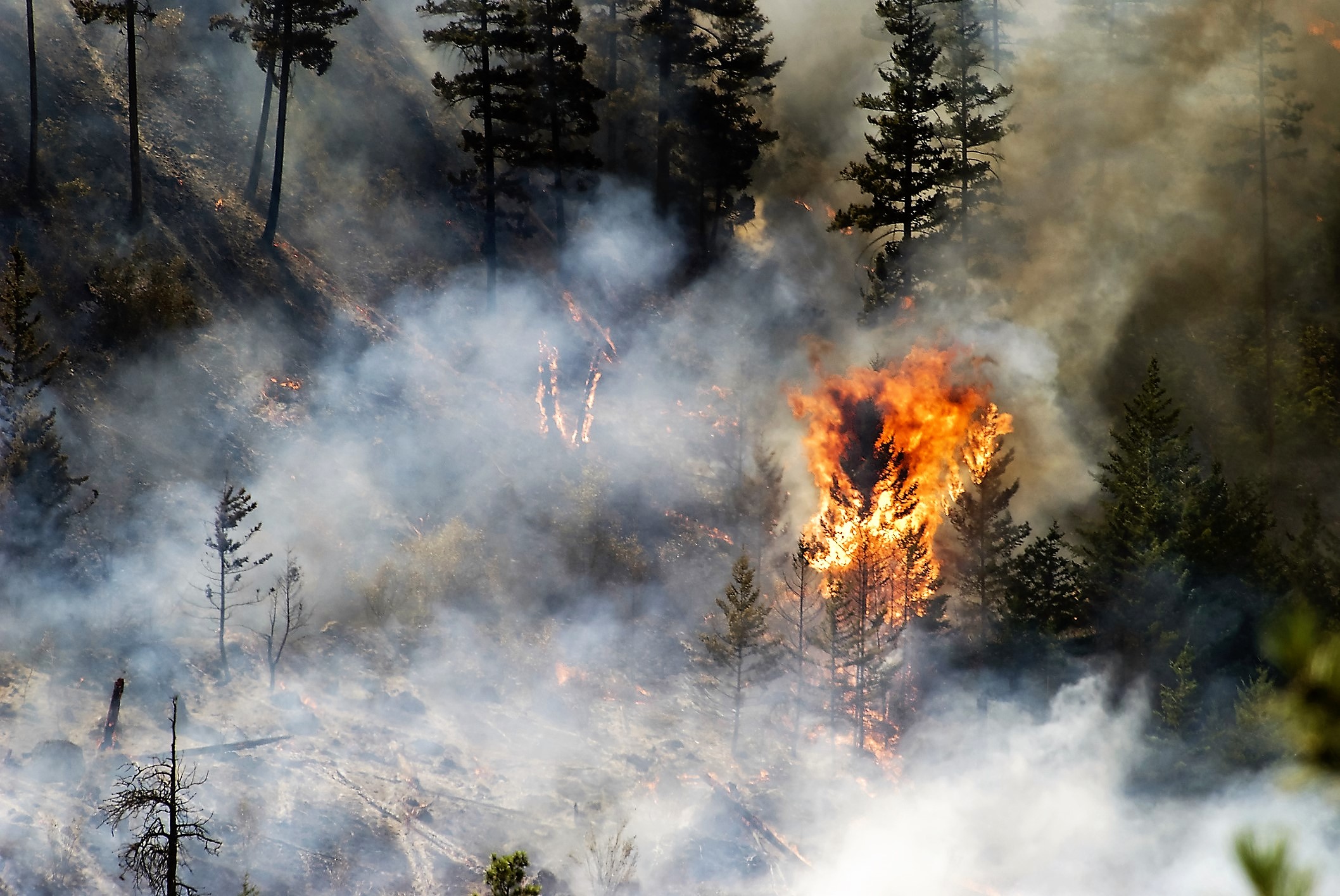 Les changements climatiques et l’activité humaine causent des feux dans certains secteurs de la forêt boréale canadienne. Pourtant, il y a un coin du Manitoba qui affiche des taux inférieurs aux taux observés par le passé. Le chercheur de RNCan Martin Girardin mène l’enquête. 